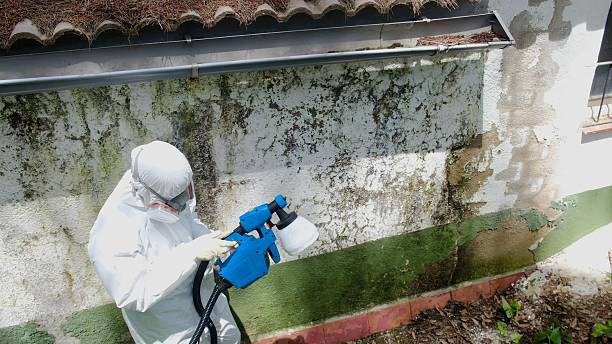 Trusted Mold Remediation service in La Grange Park, IL - Cheap Mold Removal